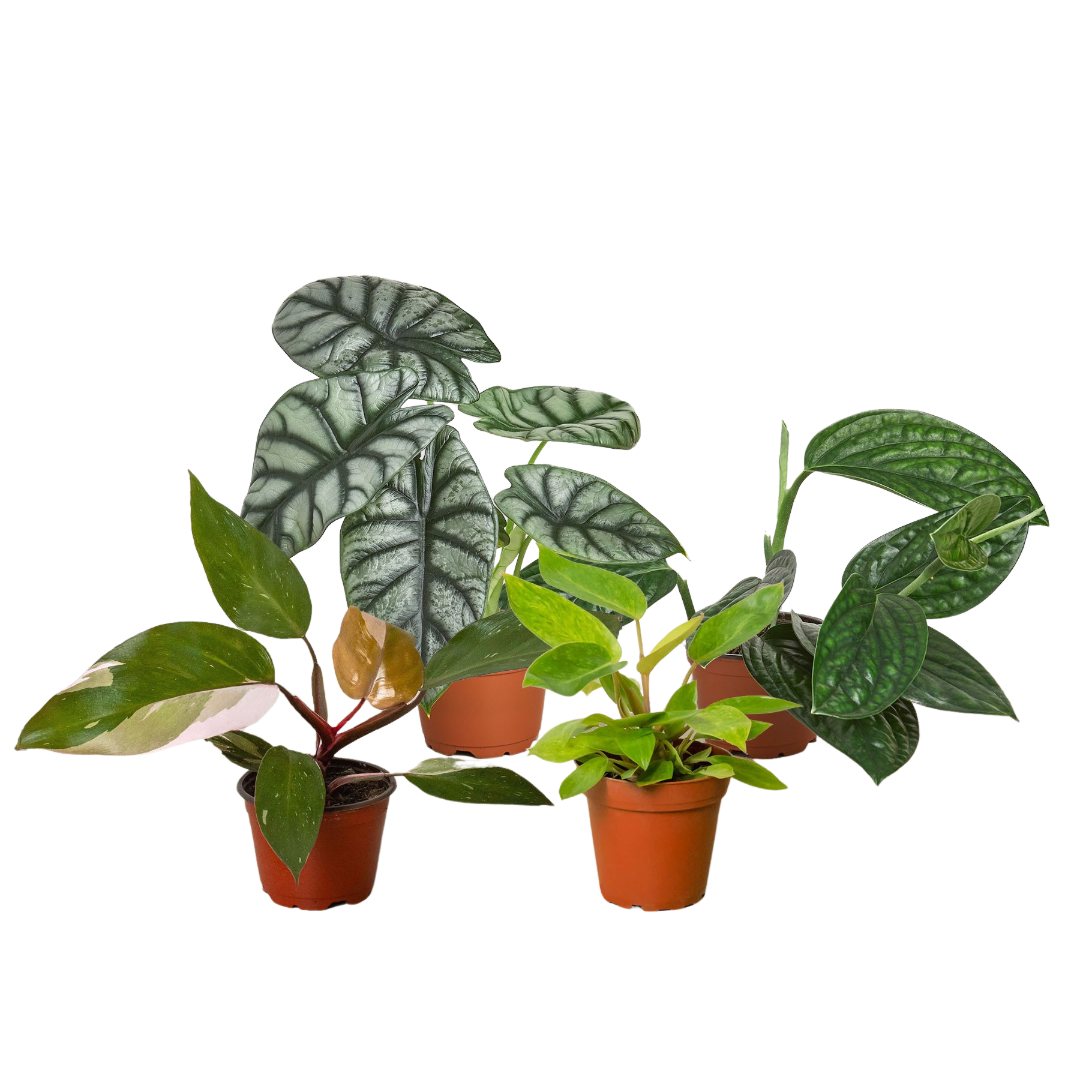 Speciality Rare House Plant Bundle
