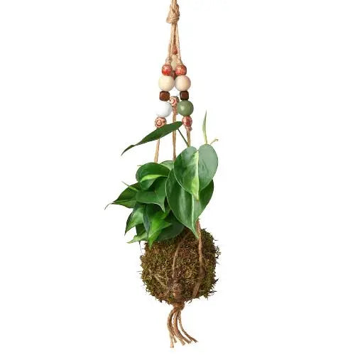 Bead Kokedama Moss Ball Hanging Plant HouseplantExperience.com