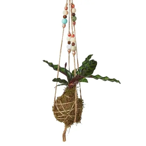 Bead Kokedama Moss Ball Hanging Plant HouseplantExperience.com