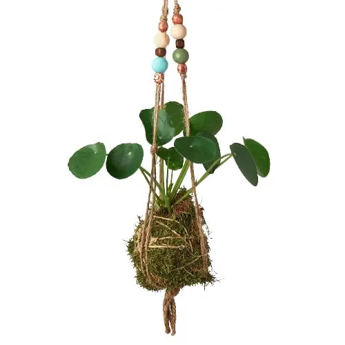 Bead Kokedama Moss Ball Hanging Plant HouseplantExperience.com