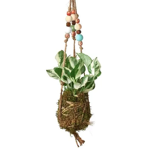 Bead Kokedama Moss Ball Hanging Plant HouseplantExperience.com