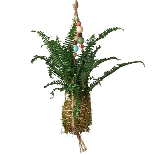 Bead Kokedama Moss Ball Hanging Plant HouseplantExperience.com