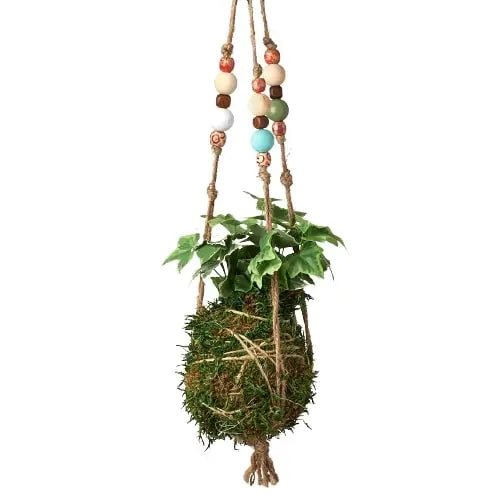 Bead Kokedama Moss Ball Hanging Plant HouseplantExperience.com