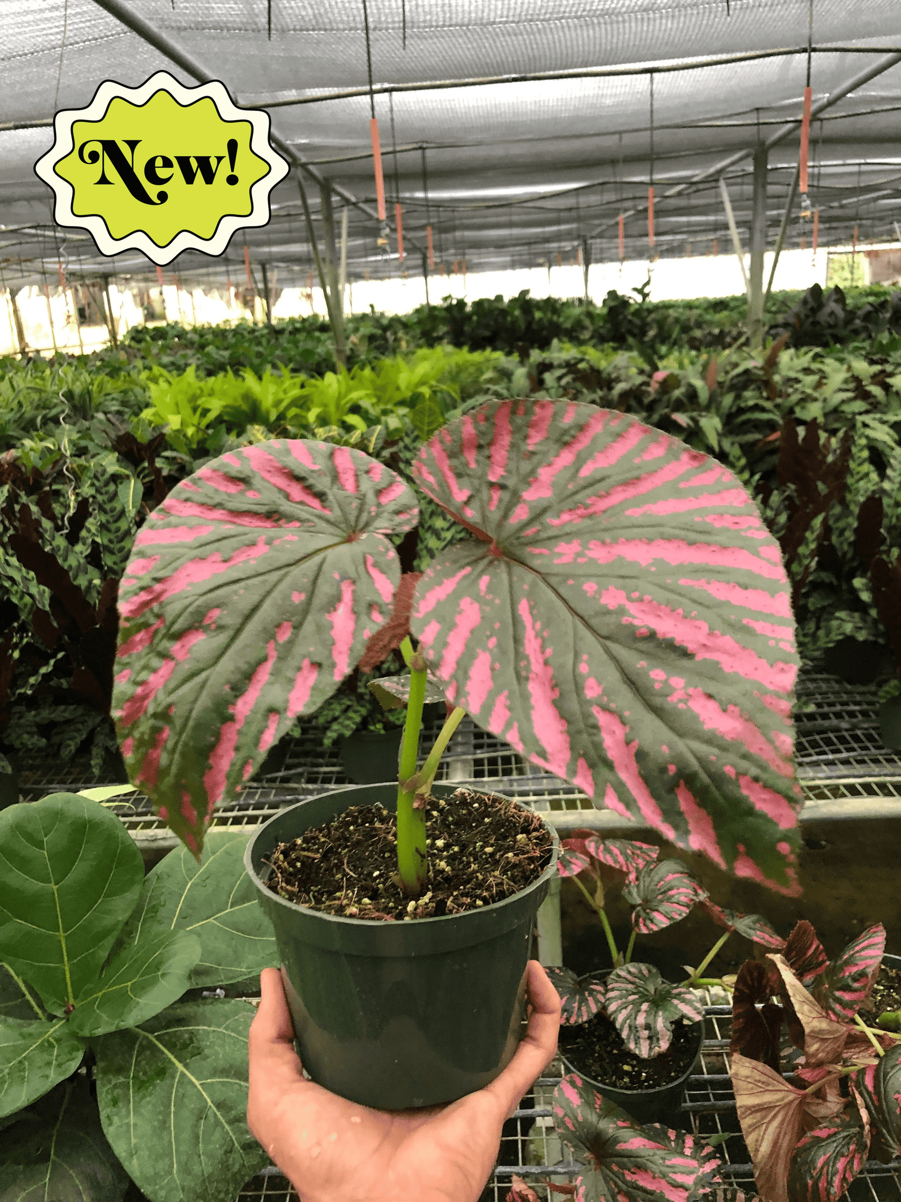 Begonia Exotica HouseplantExperience.com