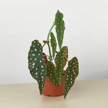 Begonia Maculata  ***RARE*** HouseplantExperience.com