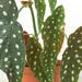 Begonia Maculata  ***RARE*** HouseplantExperience.com