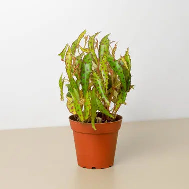 Begonia Pink Spotted HouseplantExperience.com