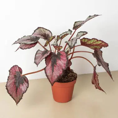 Begonia Rex HouseplantExperience.com