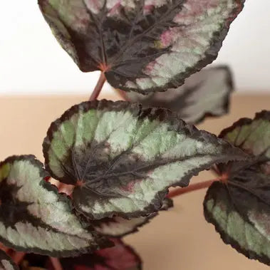 Begonia Rex HouseplantExperience.com