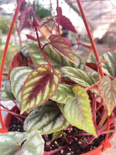 Begonia Rex Vine (Hanging Basket) HouseplantExperience.com