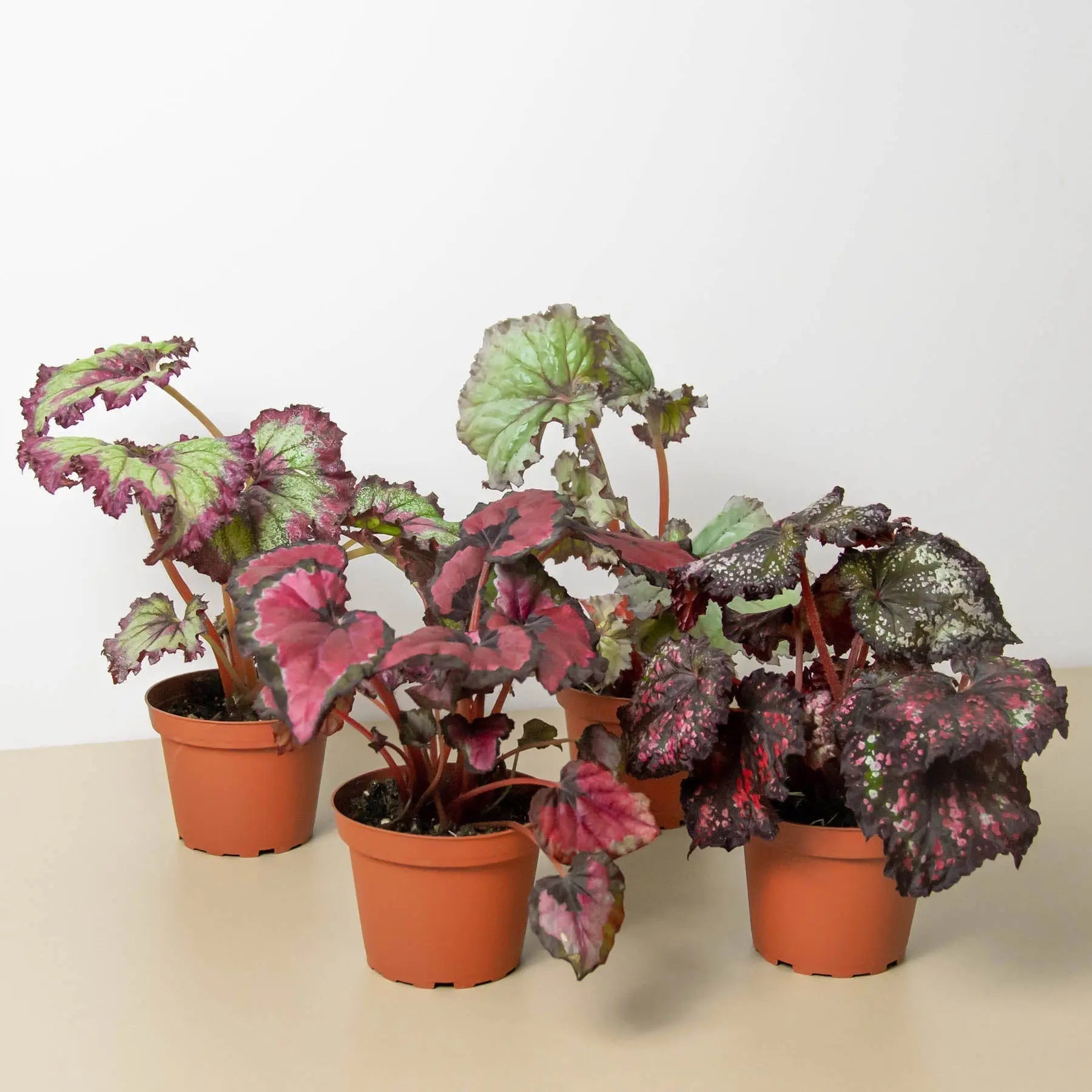 Begonia Rex'- 4 plant Combo HouseplantExperience.com