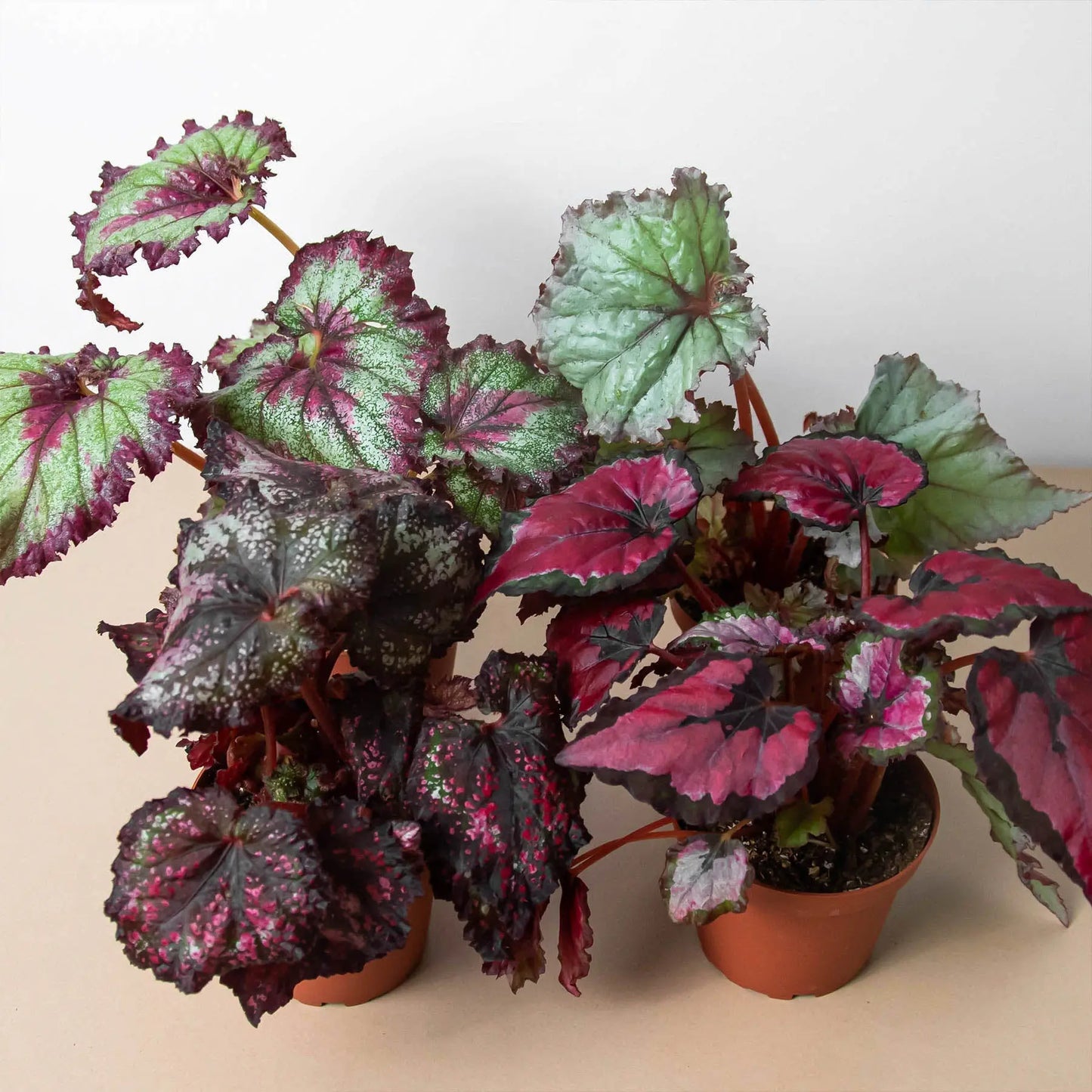 Begonia Rex'- 4 plant Combo HouseplantExperience.com
