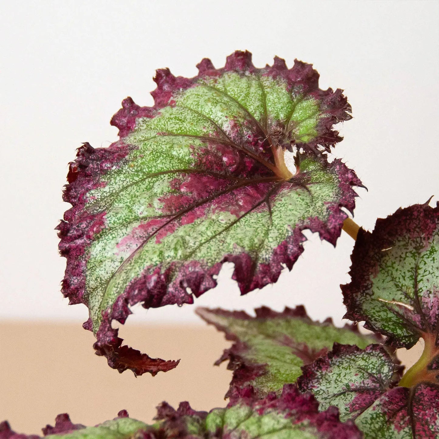 Begonia Rex'- 4 plant Combo HouseplantExperience.com