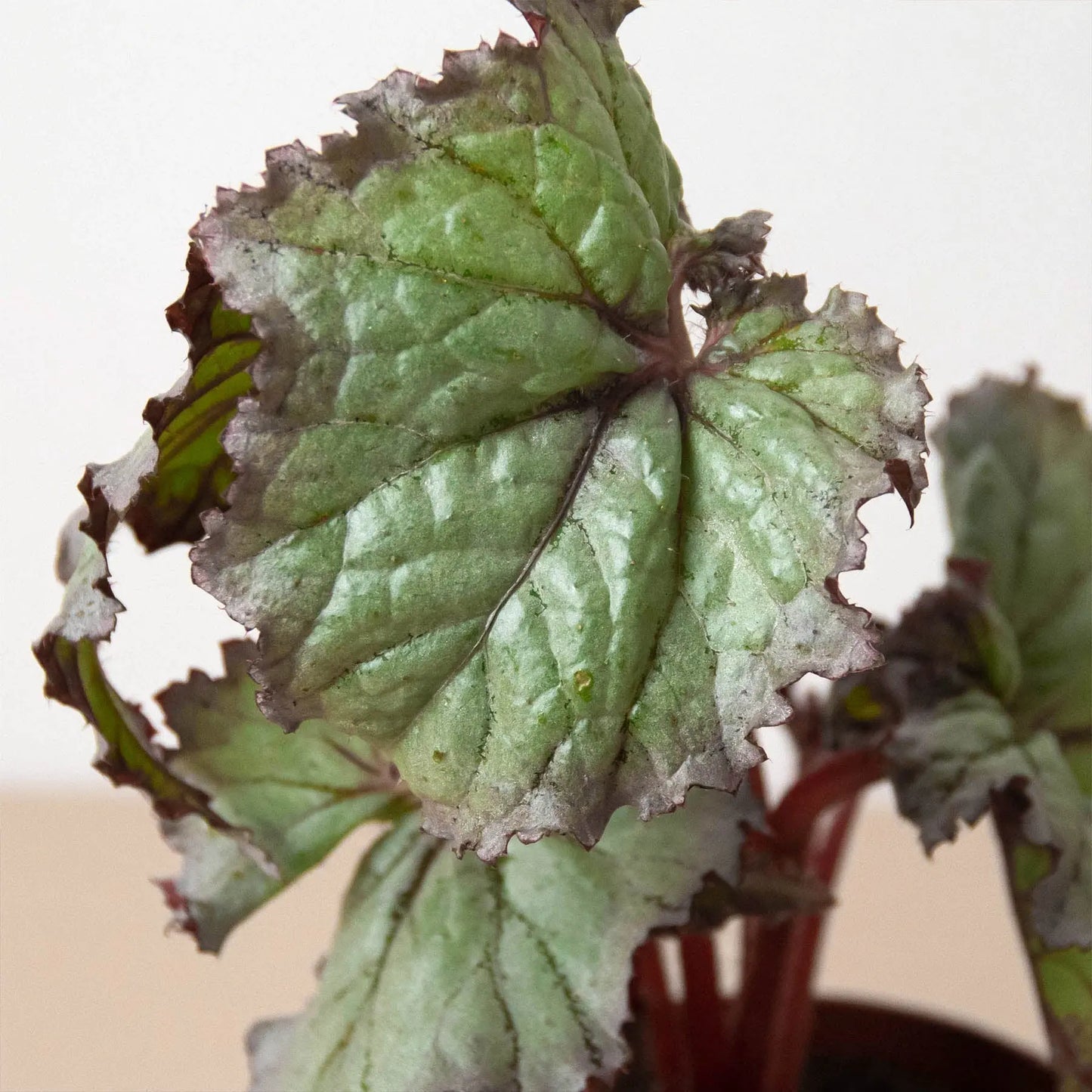 Begonia Rex'- 4 plant Combo HouseplantExperience.com