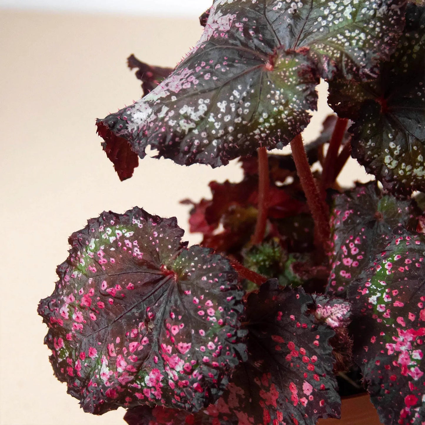 Begonia Rex'- 4 plant Combo HouseplantExperience.com