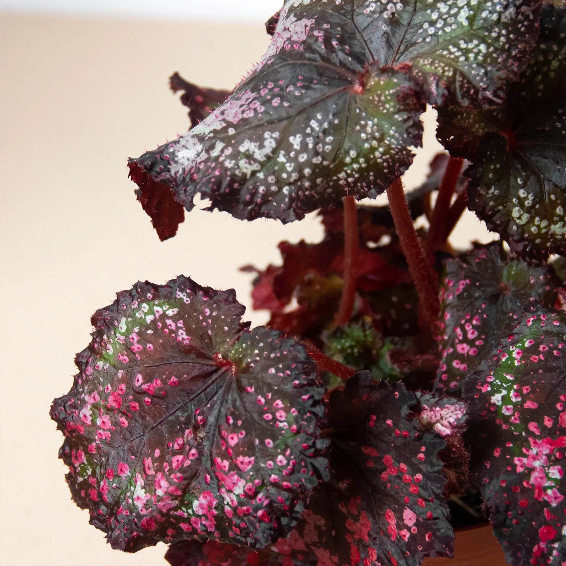 Begonia Rex'- 4 plant Combo HouseplantExperience.com