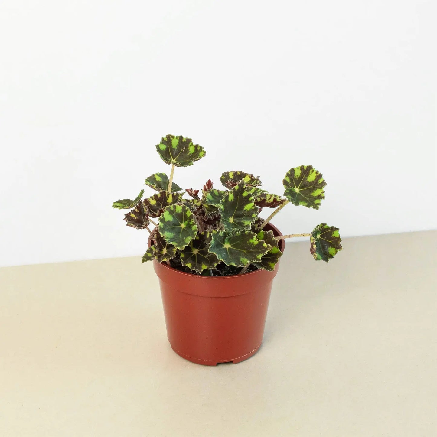 Begonia Tiger Paws HouseplantExperience.com
