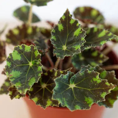 Begonia Tiger Paws HouseplantExperience.com
