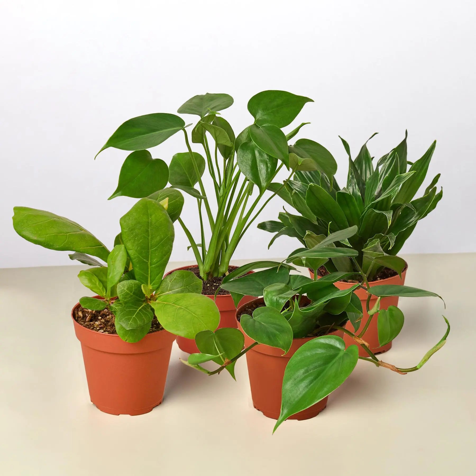 Best Selling Combo (4 plants) HouseplantExperience.com
