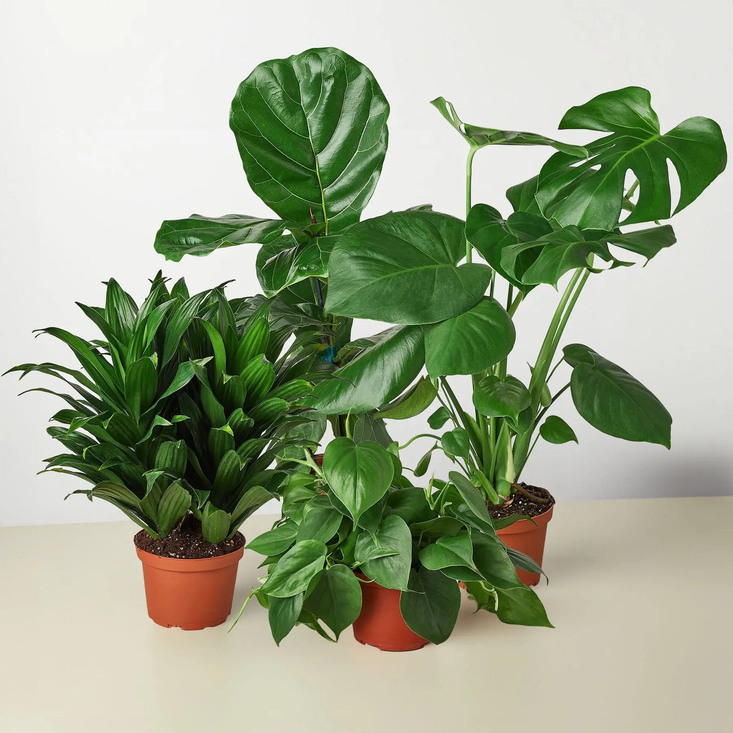 Best Selling Combo (4 plants) HouseplantExperience.com