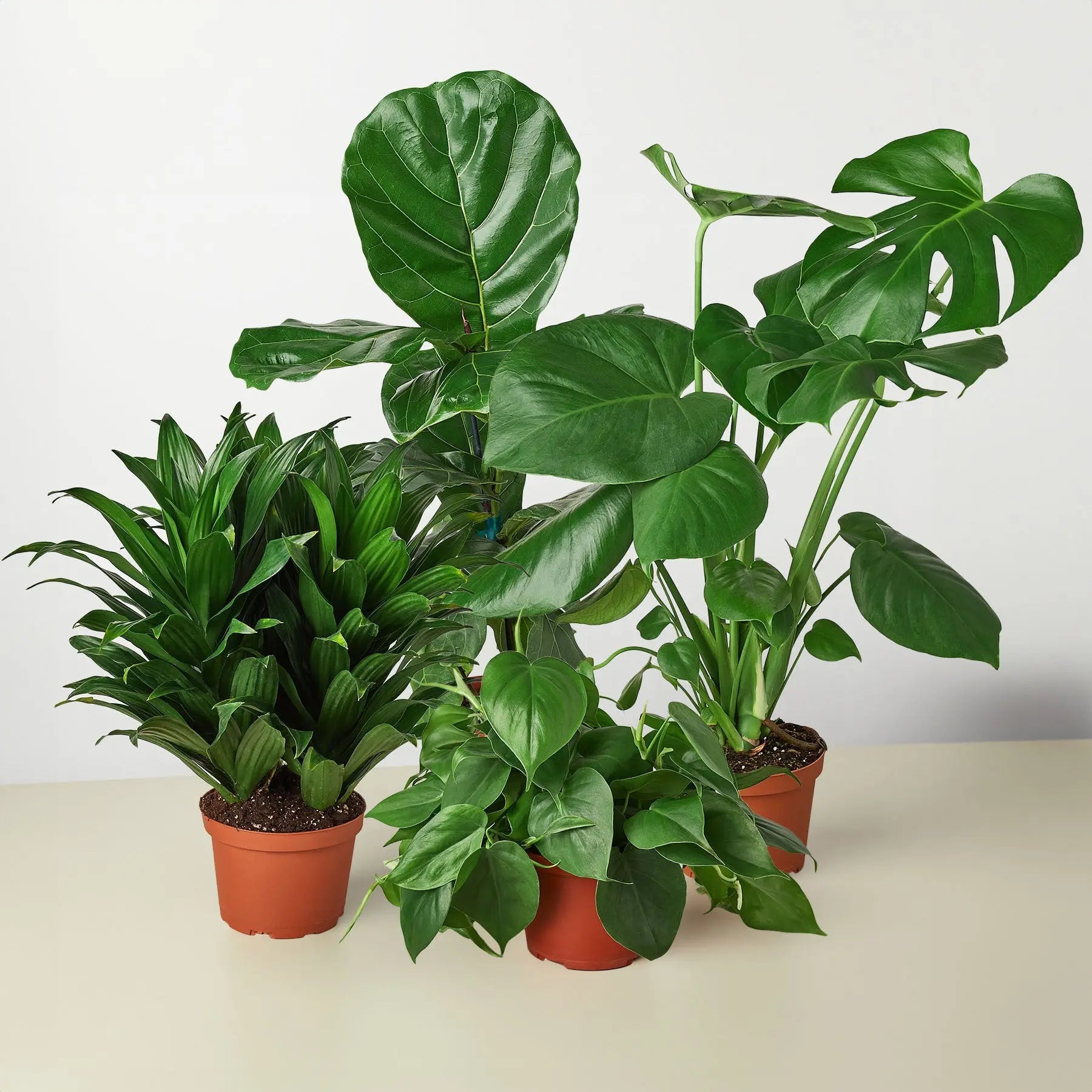 Best Selling Combo (4 plants) HouseplantExperience.com