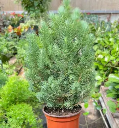 Blue Pine Trees HouseplantExperience.com