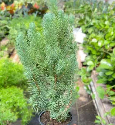 Blue Pine Trees HouseplantExperience.com