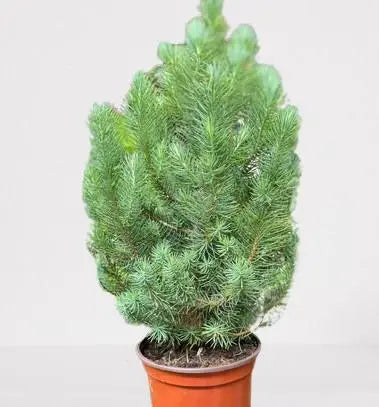 Blue Pine Trees HouseplantExperience.com