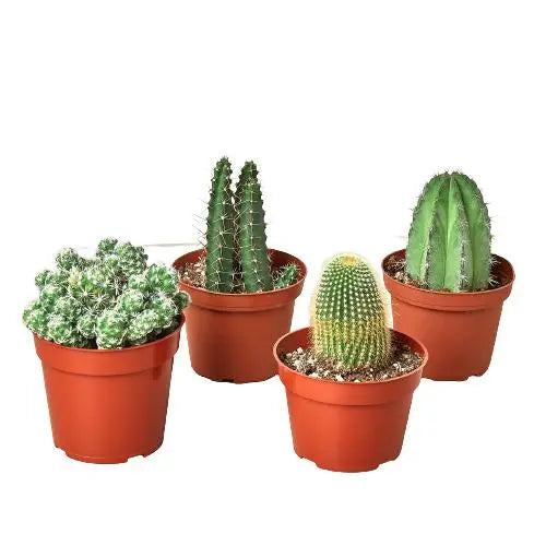Cactus Combo (4-Plants) HouseplantExperience.com