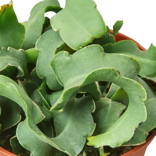 Cactus Curly Sue HouseplantExperience.com