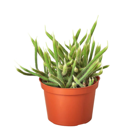 Cactus Rat Tail HouseplantExperience.com