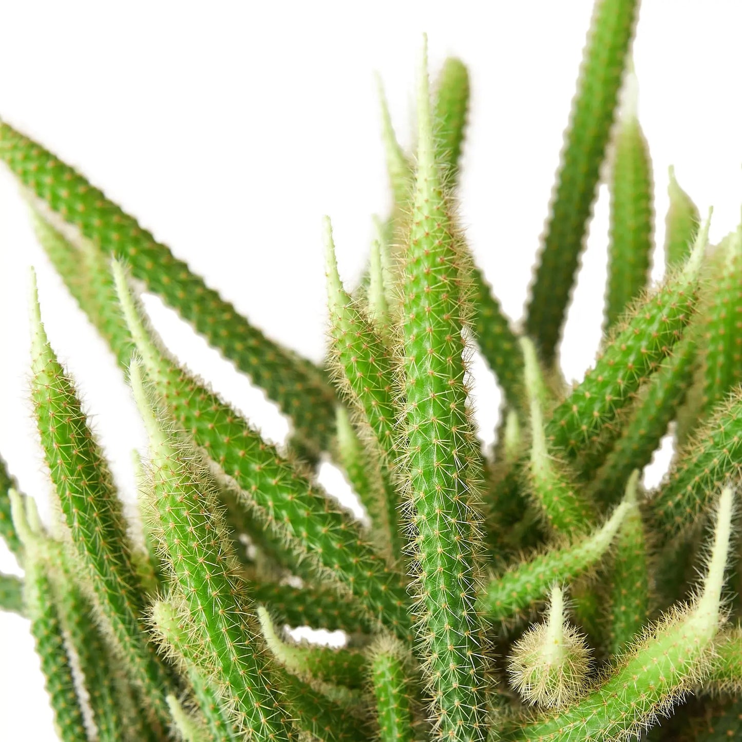 Cactus Rat Tail HouseplantExperience.com