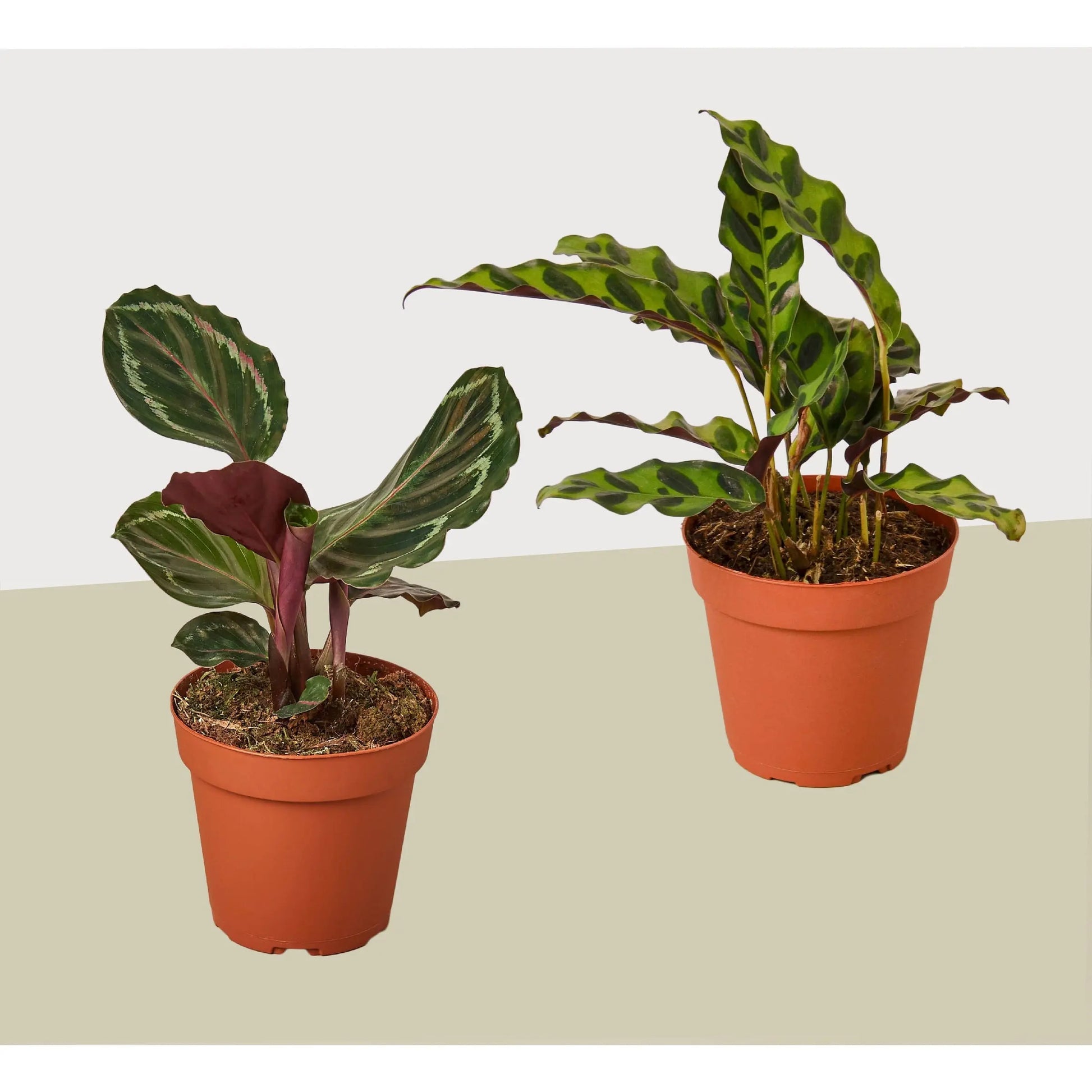 Calathea Combo (2 Plants) HouseplantExperience.com