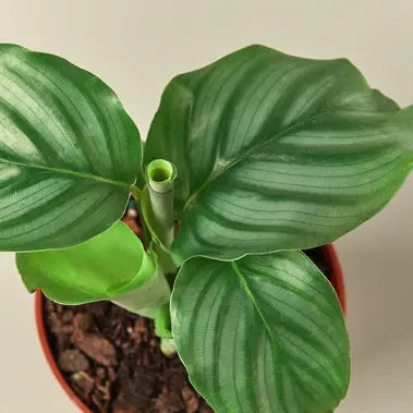 Calathea Orbifolia HouseplantExperience.com