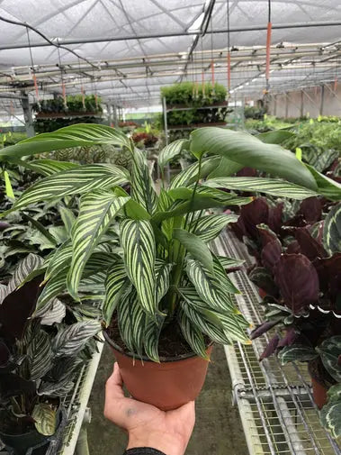 Calathea Vittata HouseplantExperience.com