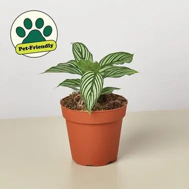 Calathea Vittata HouseplantExperience.com