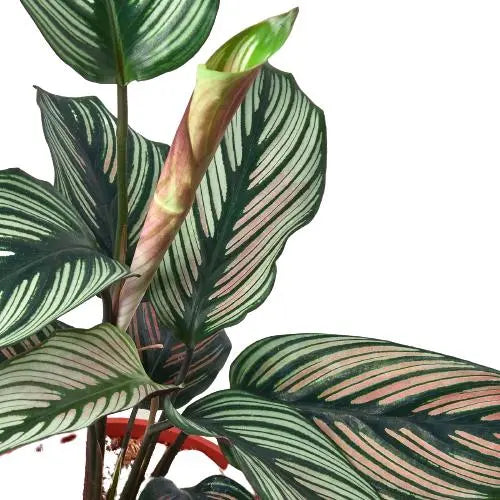 Calathea White Star HouseplantExperience.com