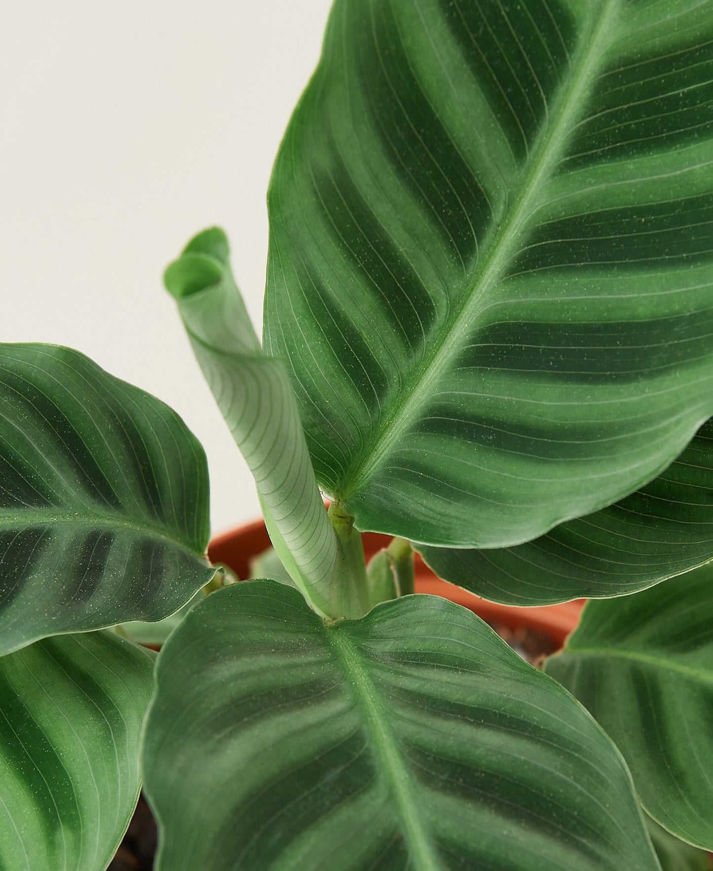 Calathea Zebrina HouseplantExperience.com