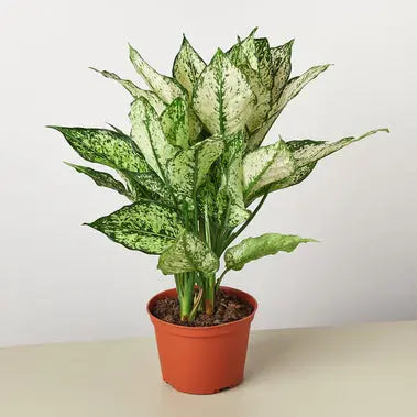 Chinese Evergreen First Diamond HouseplantExperience.com