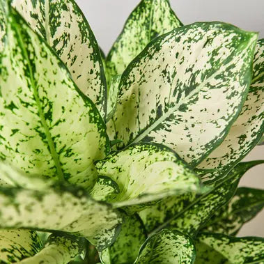 Chinese Evergreen First Diamond HouseplantExperience.com