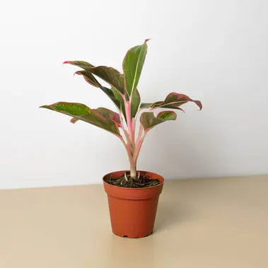 Chinese Evergreen Red Siam HouseplantExperience.com
