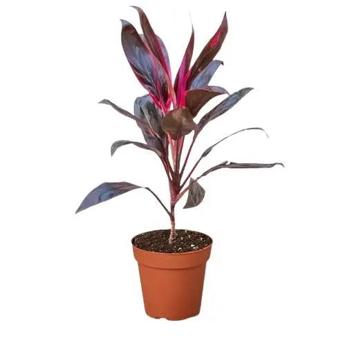 Cordyline Calypso Queen HouseplantExperience.com