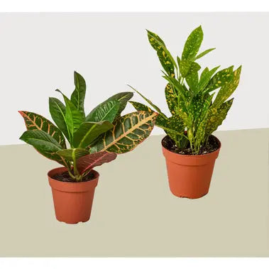 Croton Combo  (2-Plants) HouseplantExperience.com