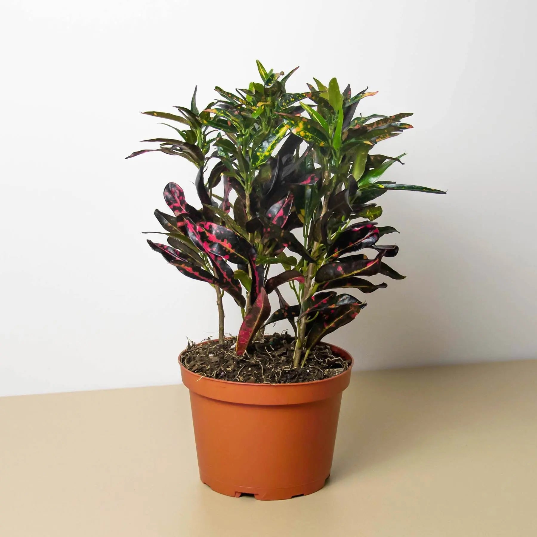 Croton Freckles HouseplantExperience.com