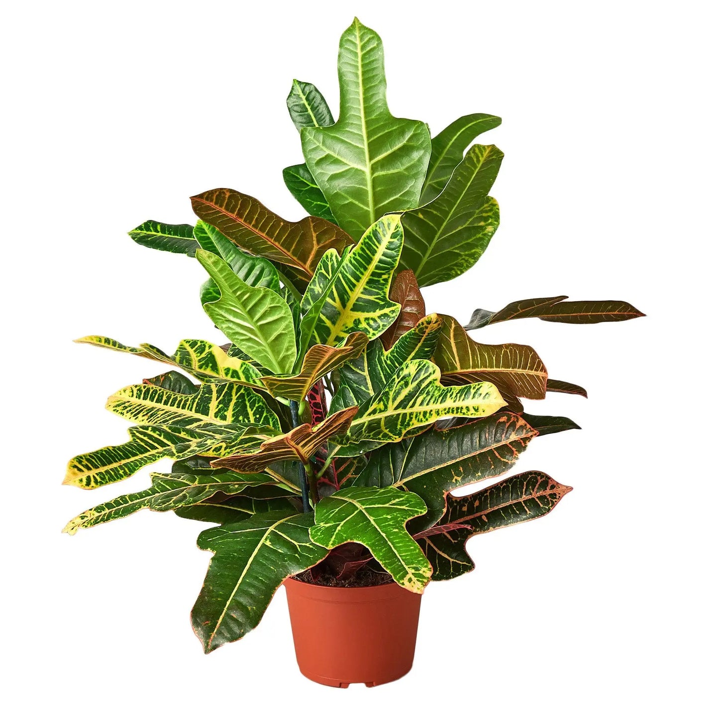 Croton Oak Leaf HouseplantExperience.com