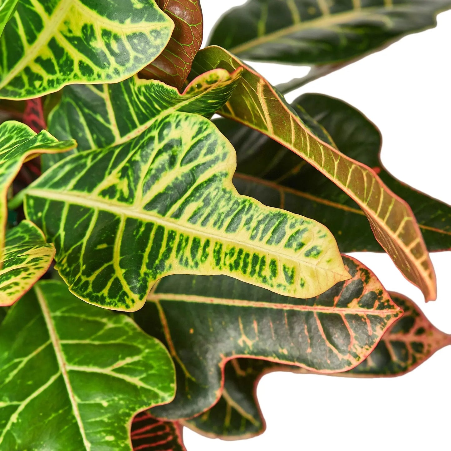 Croton Oak Leaf HouseplantExperience.com