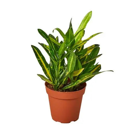 Croton Sunny Star HouseplantExperience.com