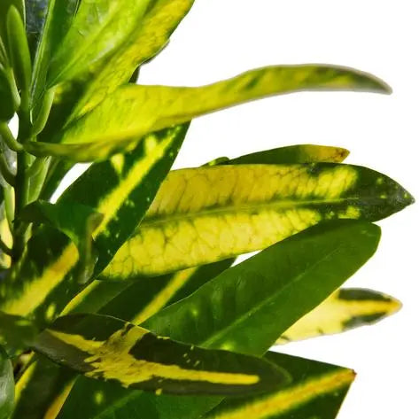 Croton Sunny Star HouseplantExperience.com