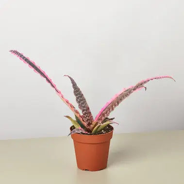 Cryptanthus Elaine HouseplantExperience.com