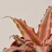 Cryptanthus 'Pink Star' HouseplantExperience.com